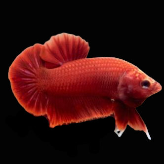 super red solid color male betta plakat