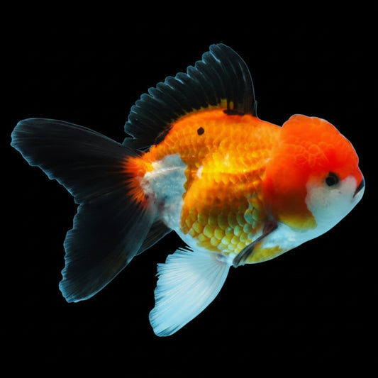 Premium Thai Apache Oranda Goldfish – Live Fancy Goldfish | Seller’s Choice
