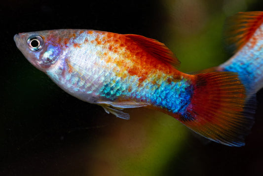 PLATIES - NEON RAINBOW PLATY