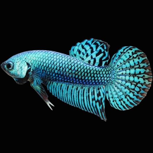 turquoise alien wild betta