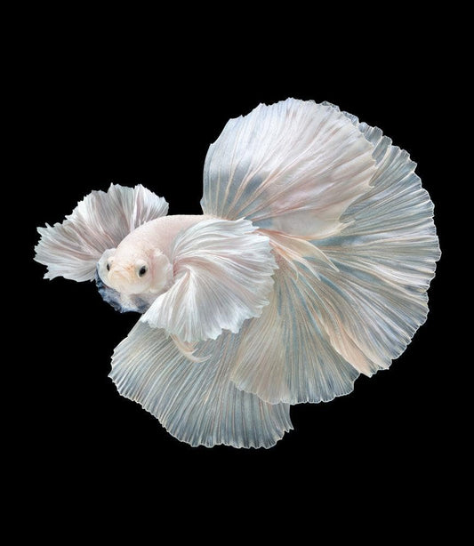white dumbo ear halfmoon male betta
