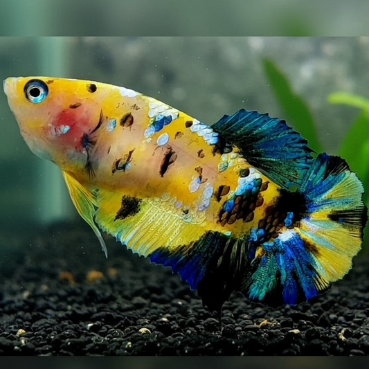 Yellow Koi Plakat Female Betta (pack of 5)