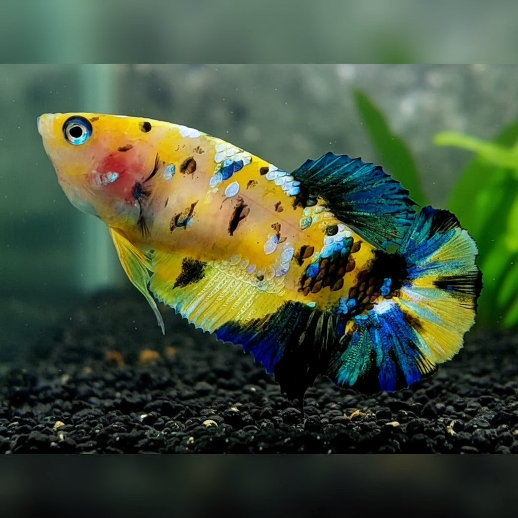 yellow koi female betta plakat