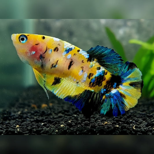 yellow koi female betta plakat
