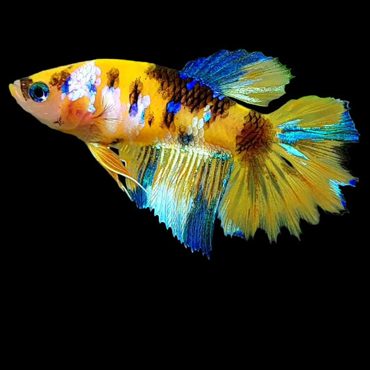 yellow koi halfmoon female betta