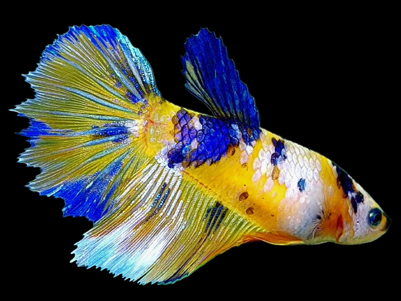yellow koi halfmoon female betta