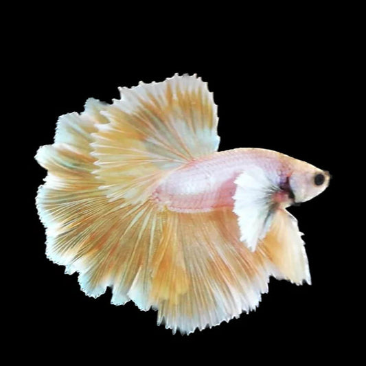 yellow pineapple dumbo ear halfmoon male betta