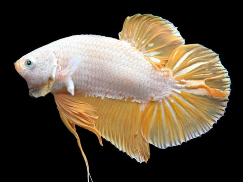yellow snow male betta plakat