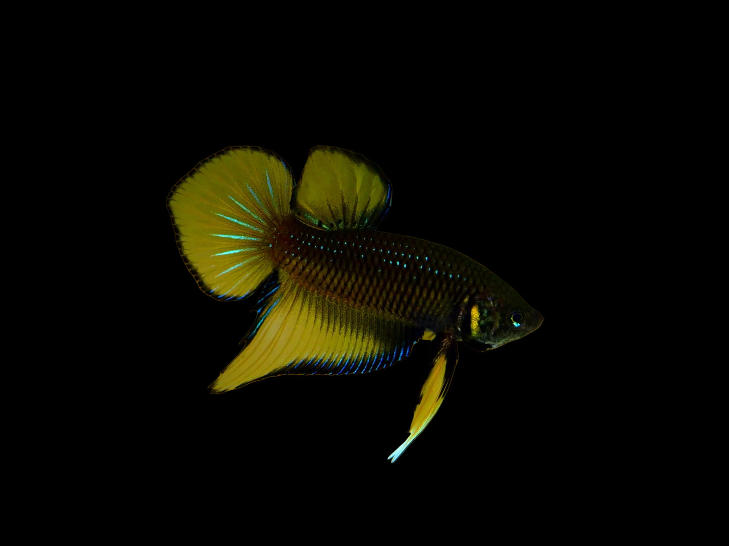 yellow splendens wild male betta