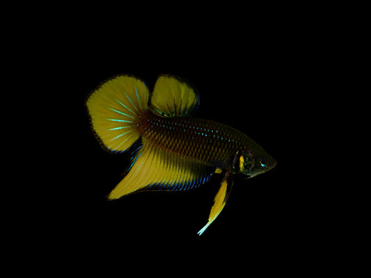 yellow splendens wild male betta