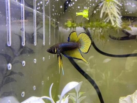 yellow splendens wild male betta